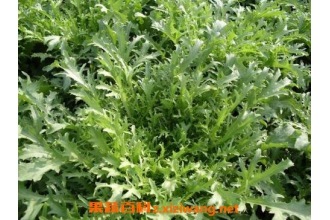 ����˵Ĺ�Ч������ ����˵ĸ�����