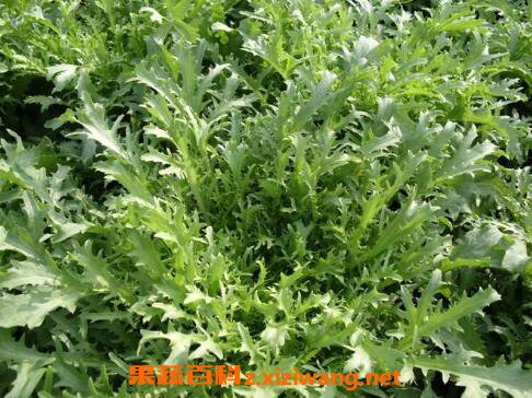 ����˵Ĺ�Ч������ ����˵ĸ�����