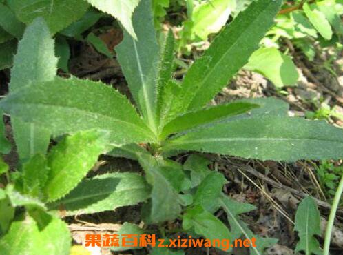 ����ѿ�����������