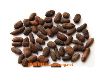 ����֬�Ĺ�Ч������ ����֬��ҩ�ü�ֵ
