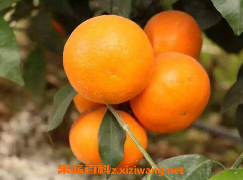 �ָ��ϻ��� �̵ָ�Ӫ����ֵ