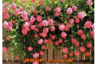 Ǿޱ��ͼƬ����ֳ���� Ǿޱ��ʲôʱ����ֲ
