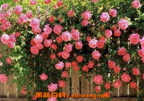 Ǿޱ��ͼƬ����ֳ���� Ǿޱ��ʲôʱ����ֲ