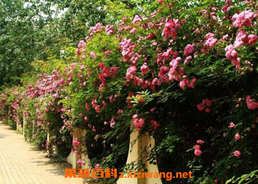 Ǿޱ��ͼƬ����ֳ���� Ǿޱ��ʲôʱ����ֲ