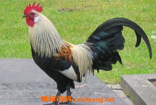 ������Ӫ����ֵ����Ч