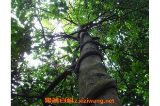 ��ҩ�ڹ��ٵĹ�Ч�����ü�ҩ�ü�ֵ