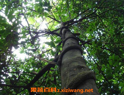 ��ҩ�ڹ��ٵĹ�Ч�����ü�ҩ�ü�ֵ