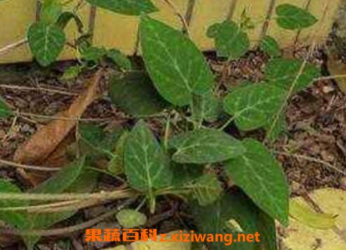 ��ҩ�ڹ��ٵĹ�Ч�����ü�ҩ�ü�ֵ