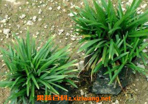  �����ݺ��󶬲ݵ�����