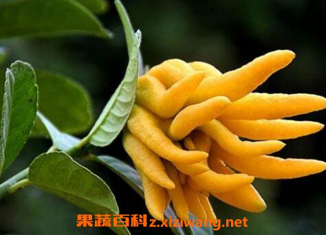 ���ָ���ô�� ���̵ָĳԷ�����