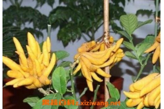 ���ֹ��ͽ���ֵ����� ���ֹ��Ĺ�Ч������