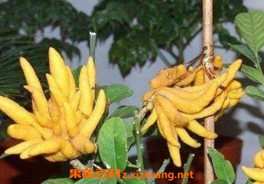 ���ֹ��ͽ���ֵ����� ���ֹ��Ĺ�Ч������