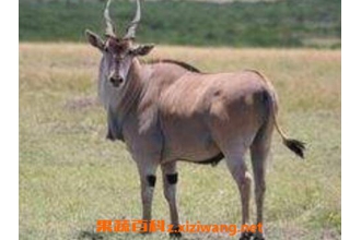 ������Ĺ�Ч������ �������Ӫ����ֵ