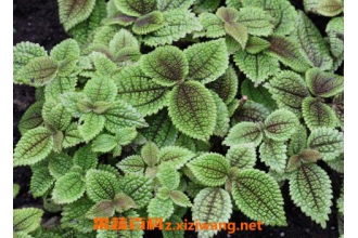 ��Ҷ��ˮ���Ὺ���� ��Ҷ��ˮ������ֳ������ע����