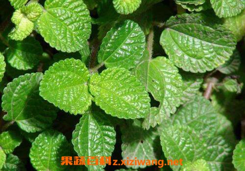 ��Ҷ��ˮ���Ὺ���� ��Ҷ��ˮ������ֳ������ע������