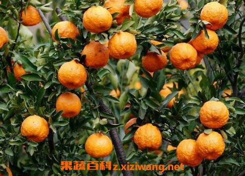 �ո̳����ϻ��� �ո̵Ĺ�Ч������