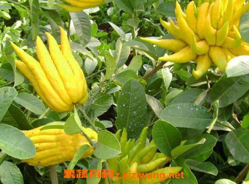 ���ʵķ��ָ���ô�� ���̵ָ�ʳ�÷���