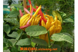 ��ҩ��ָ�̵Ĺ�Ч������ ��ָ�̵�ҩ�ü�ֵ