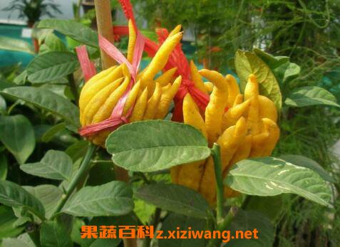 ��ҩ��ָ�̵Ĺ�Ч������ ��ָ�̵�ҩ�ü�ֵ