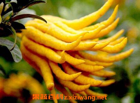 ��ҩ��ָ�̵Ĺ�Ч������ ��ָ�̵�ҩ�ü�ֵ