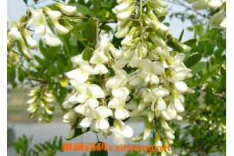 �����Ĺ�Ч������ �����ĳԷ�