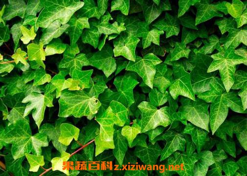 �����ٵ���ֳ���� ��������ô��