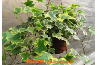 ��߳����ٵ���ֳ��������ֳ����