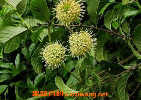 ���ٵĹ�Ч�����ü�ҩ�ü�ֵ
