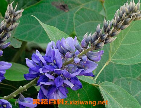 �𻨵������빦Ч��ʳ�ý���
