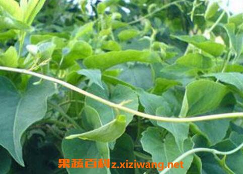 ҹ���ٵĹ�Ч�����ü�ҩ�ü�ֵ