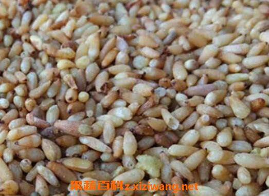 柏子仁的功效与作用及食用方法
