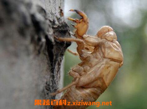 ���ɵĹ�Ч�����ü�����