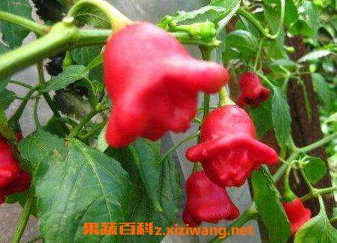 ���彷ʲôʱ���ֺ� ���彷һ����ν�����ֲ