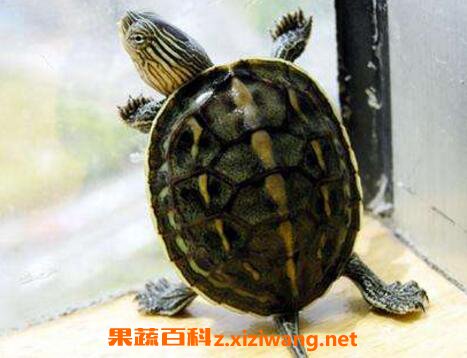 �ڹ�Ĺ�Ч��ҩ�ü�ֵ
