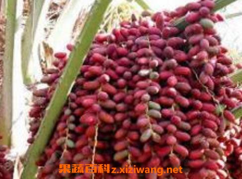 Ҭ��˵Ĺ�Ч������ ��Ҭ��ĺô�