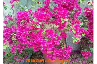 ����÷����ֳ���� ����÷��ô����