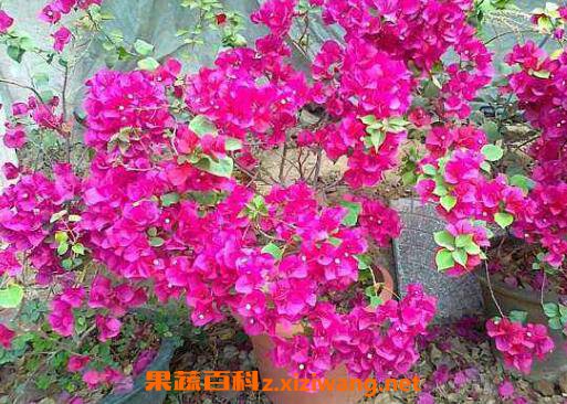 ����÷����ֳ���� ����÷��ô����