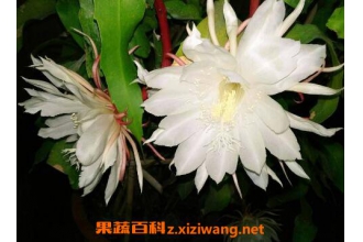 꼻���ô�� 꼻�������ֲ����