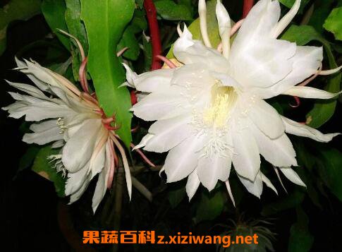 꼻���ô�� 꼻�������ֲ����