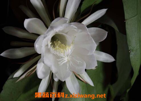 꼻���ô�� 꼻�������ֲ����