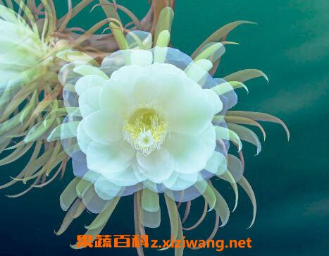 꼻�������δ��� 꼻���Ҷ��ô����