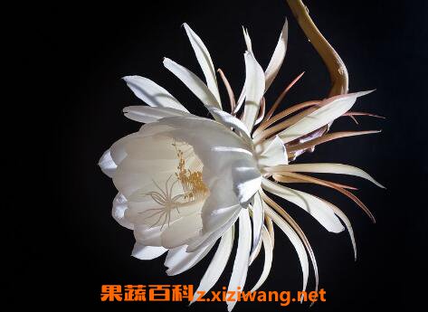 꼻�������δ��� 꼻���Ҷ��ô����