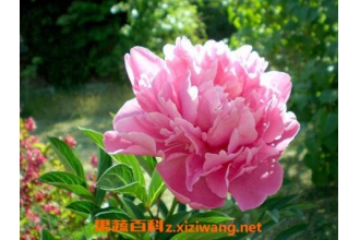 ĵ���������ֲ ĵ��������ֲ��������