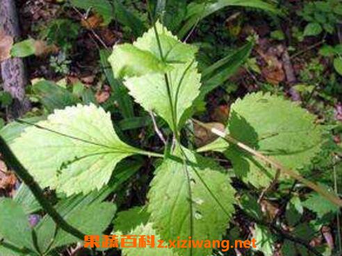 ͸�ǲݵĸ����� ͸�ǲݵ�ʹ�ý���
