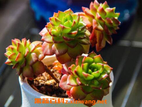 ���Ƕ�����ô��  ���Ƕ������ֳ����