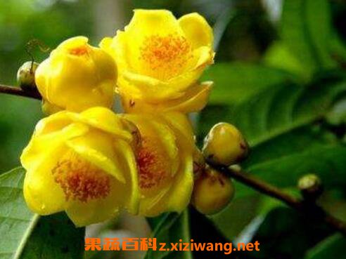 �𻨲�Ĺ�Ч������ �Ƚ𻨲���ʲô�ô�