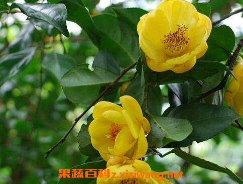 �𻨲�Ĺ�Ч������ �Ƚ𻨲���ʲô�ô�