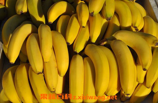�㽶�Ĺ�Ч������