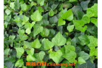 ��������ô�� �����ٵ���ֳ������ע������