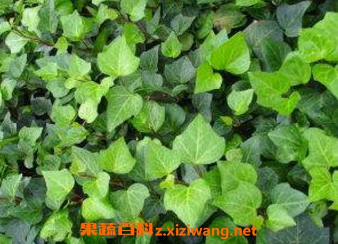 ��������ô�� �����ٵ���ֳ������ע������
